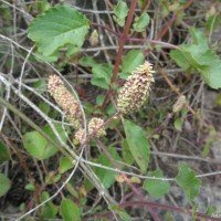 Coleus strobilifer (Roxb.) A.J.Paton